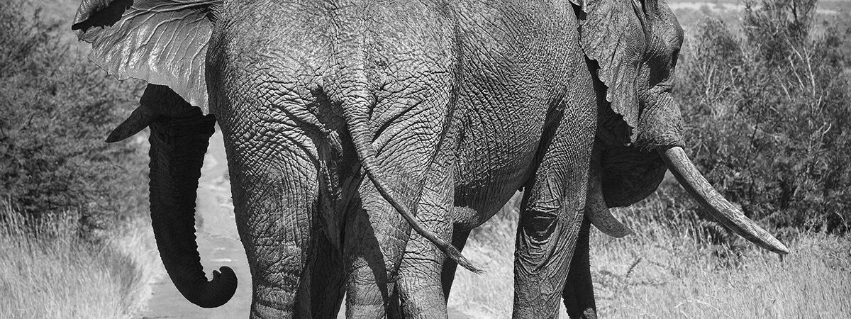 elephant-1169253_1920
