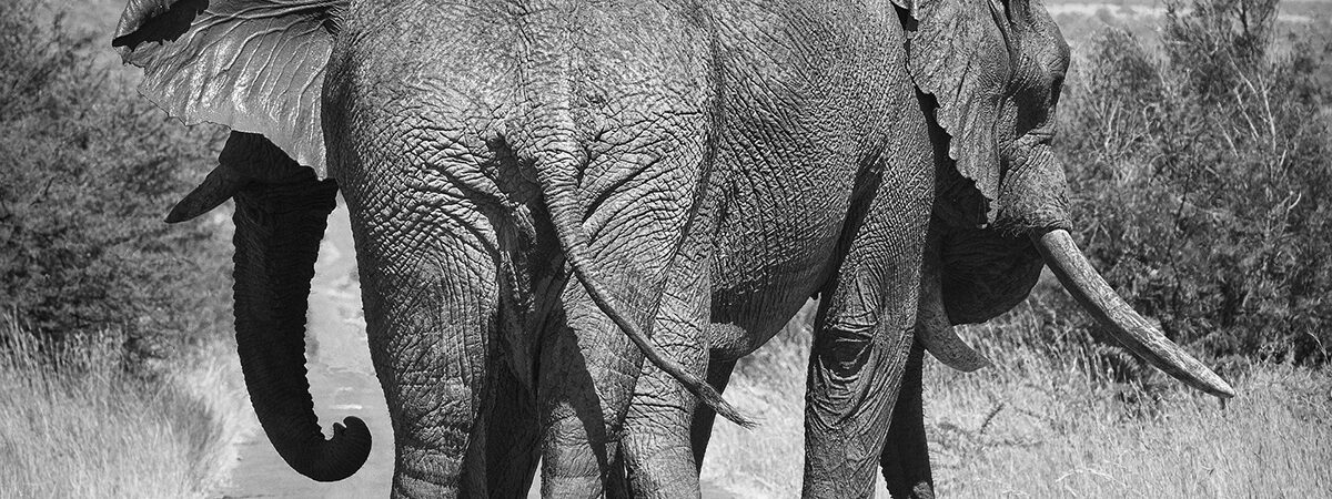 elephant-1169253_1920 elephant-1169253_1920